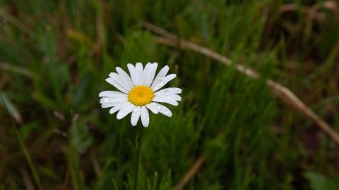 Kolmapäeval tuleb kuni 19 kraadi sooja