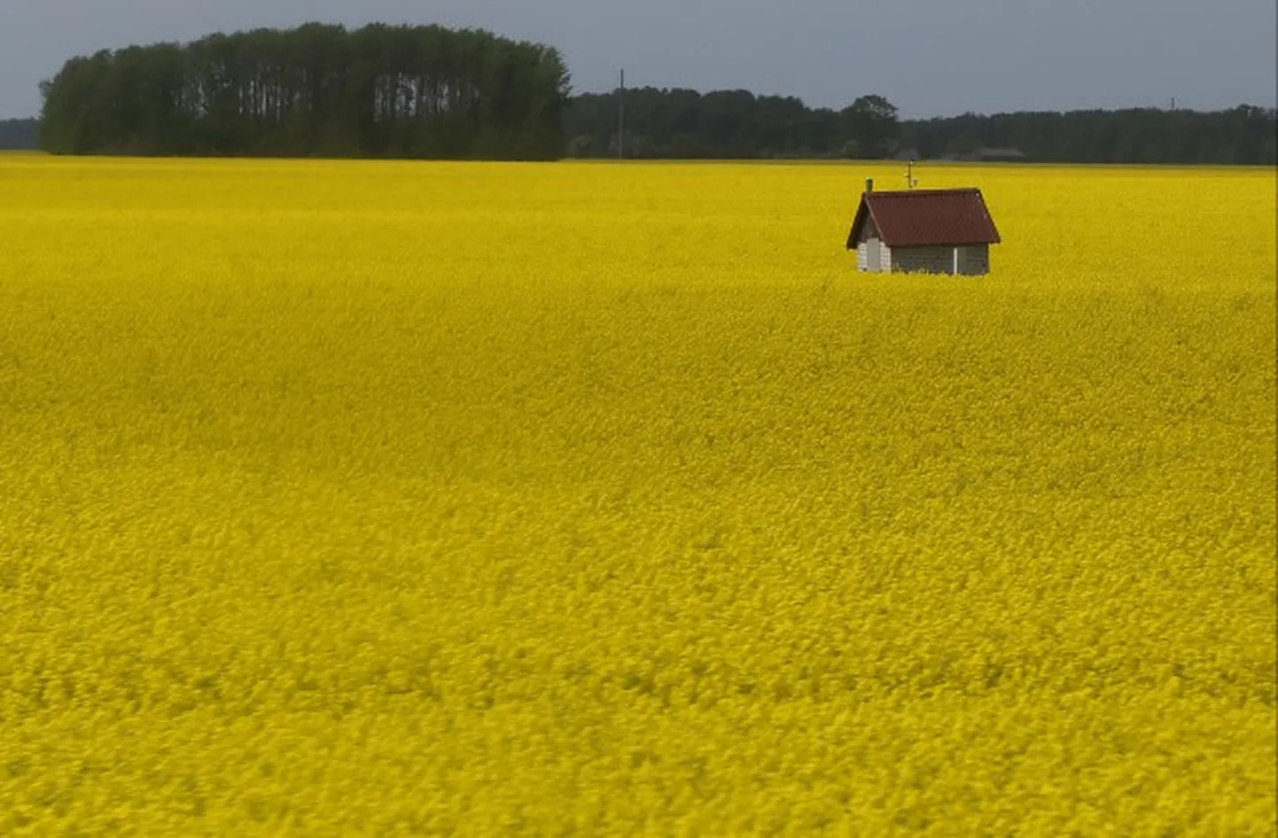 Raksta foto