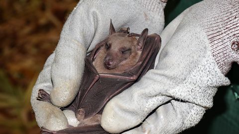 Par sikspārņu traucēšanu Augšdaugavas novadā var sodīt līdz 700 eiro