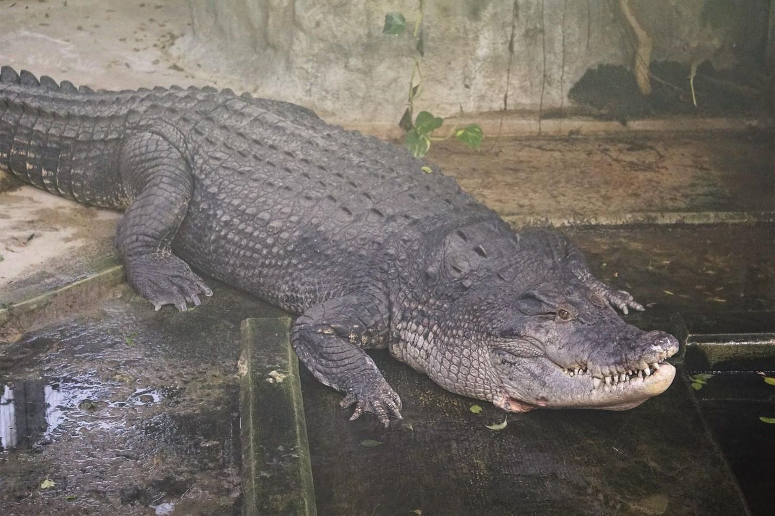 Гребнистый крокодил Лонни.
