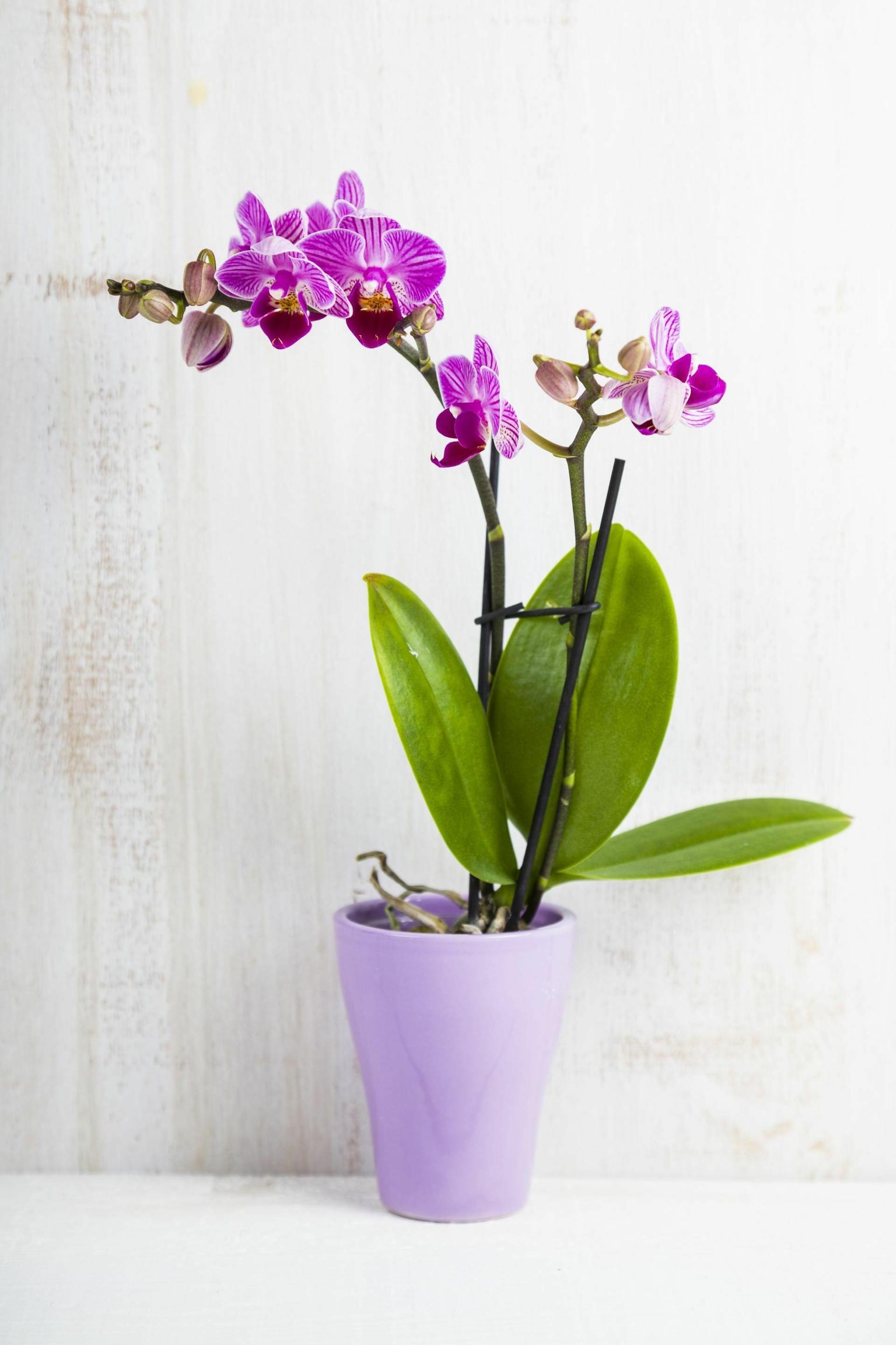 Kuuking on Eesti kodudes kõige levinum ja lihtsamini kasvatatav orhidee.
