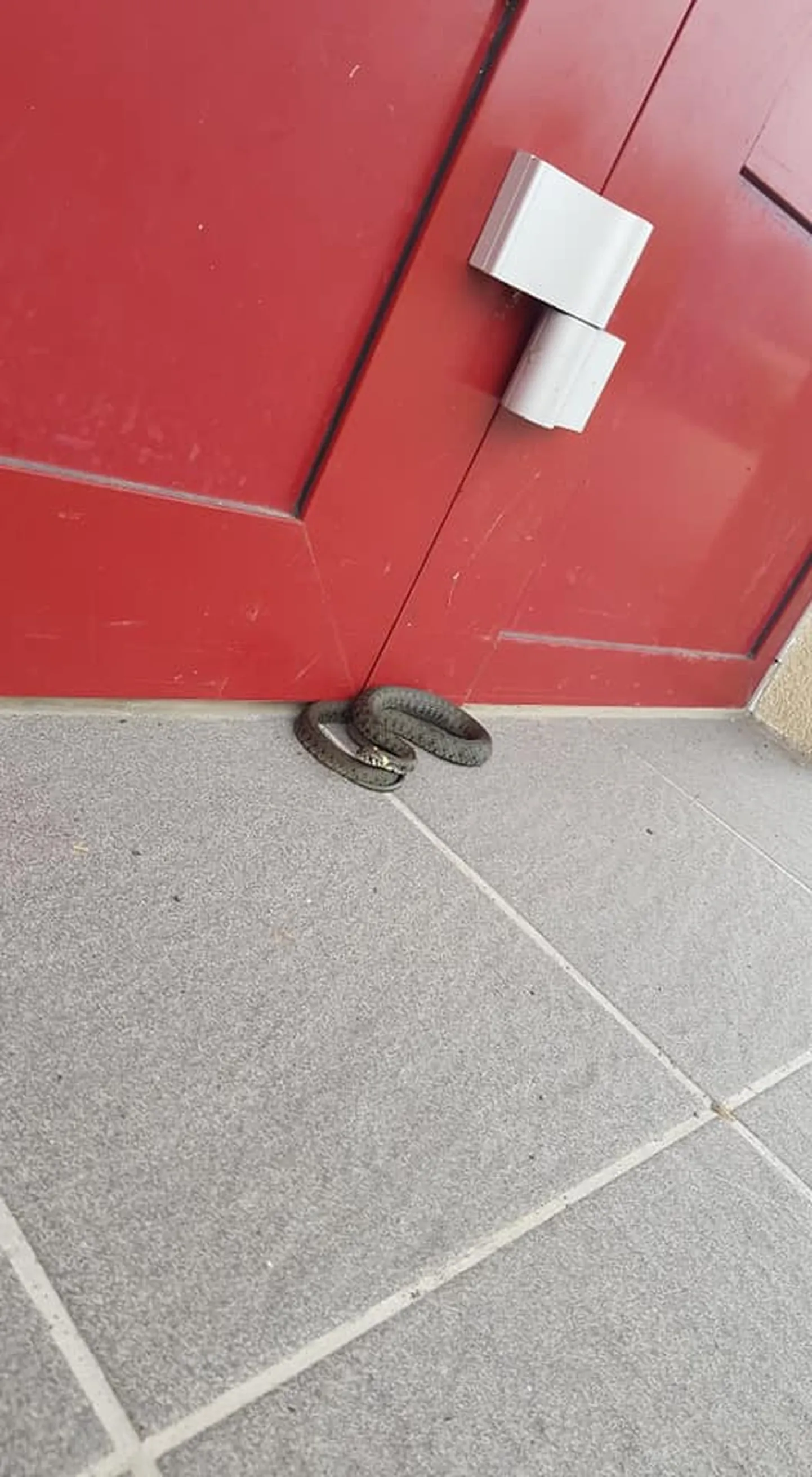 Artikli foto