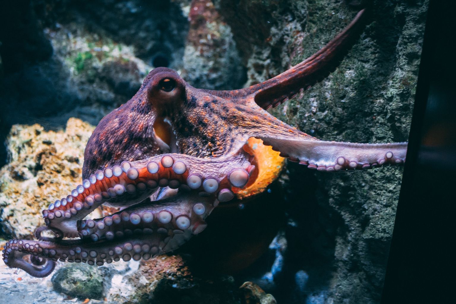 Astoņkājis. Ilustratīvs attēls