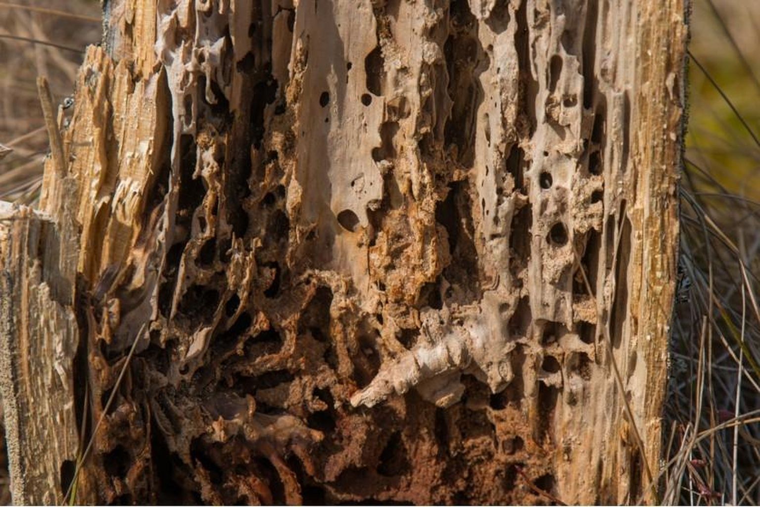Kuigi viimased metsaekspertiisi andmed näitavad kuuse-kooreüraski kahjustatud puiduga ala suuremana kui varem, võib siiski rääkida putuka arvukuse vähenemisest, sest ekspertiisid võivad kajastada ka paari aasta taguseid kahjustusi.