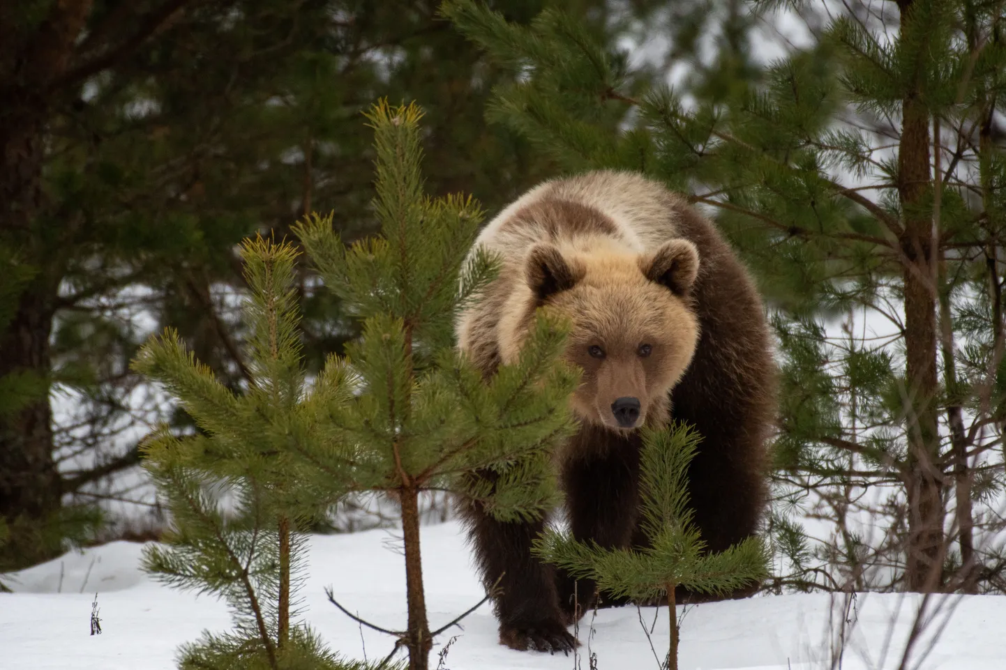 Бродящий в окрестностях Куремяэ медведь уже давно знаком жителям деревни.