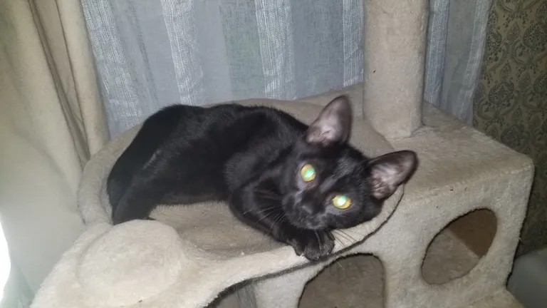 Musta kassi kuul kodu leidnud Kuulo.