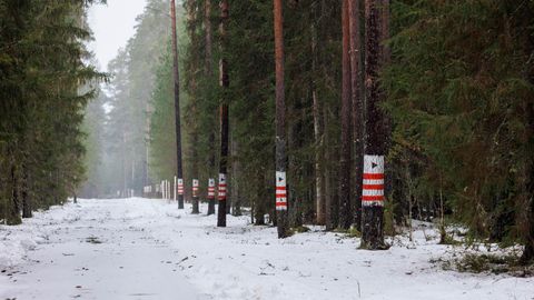 Волость заработает на продаже леса более 77 000 евро