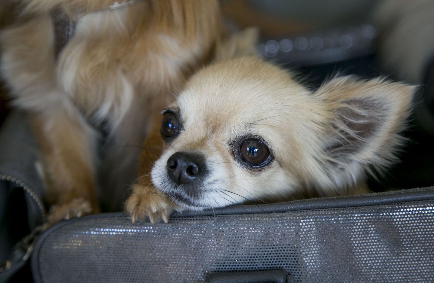 Chihuahuad käisid koos omanikega kohvikus Komeet.
