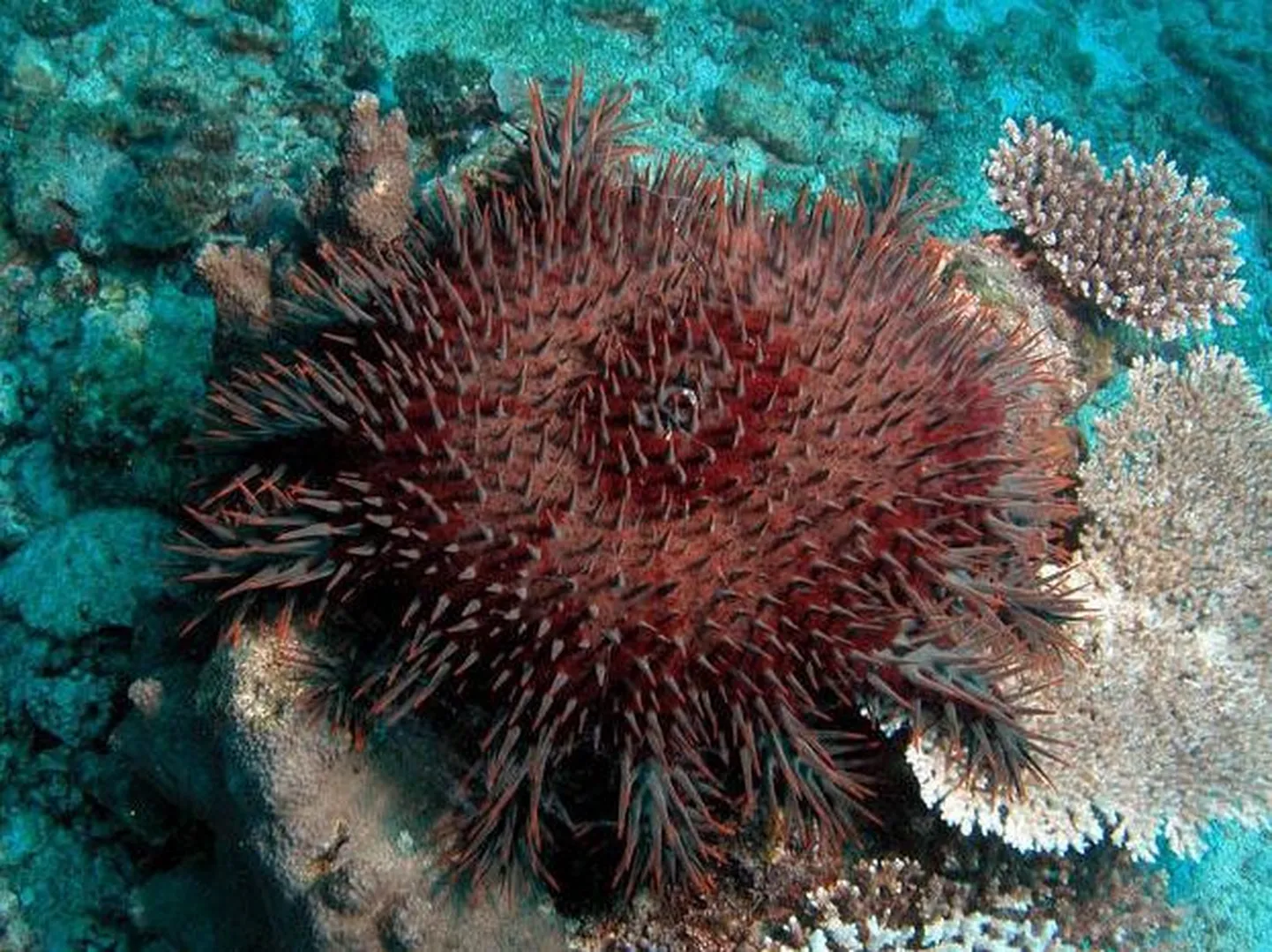 Suur ogatäht (Acanthaster planci)