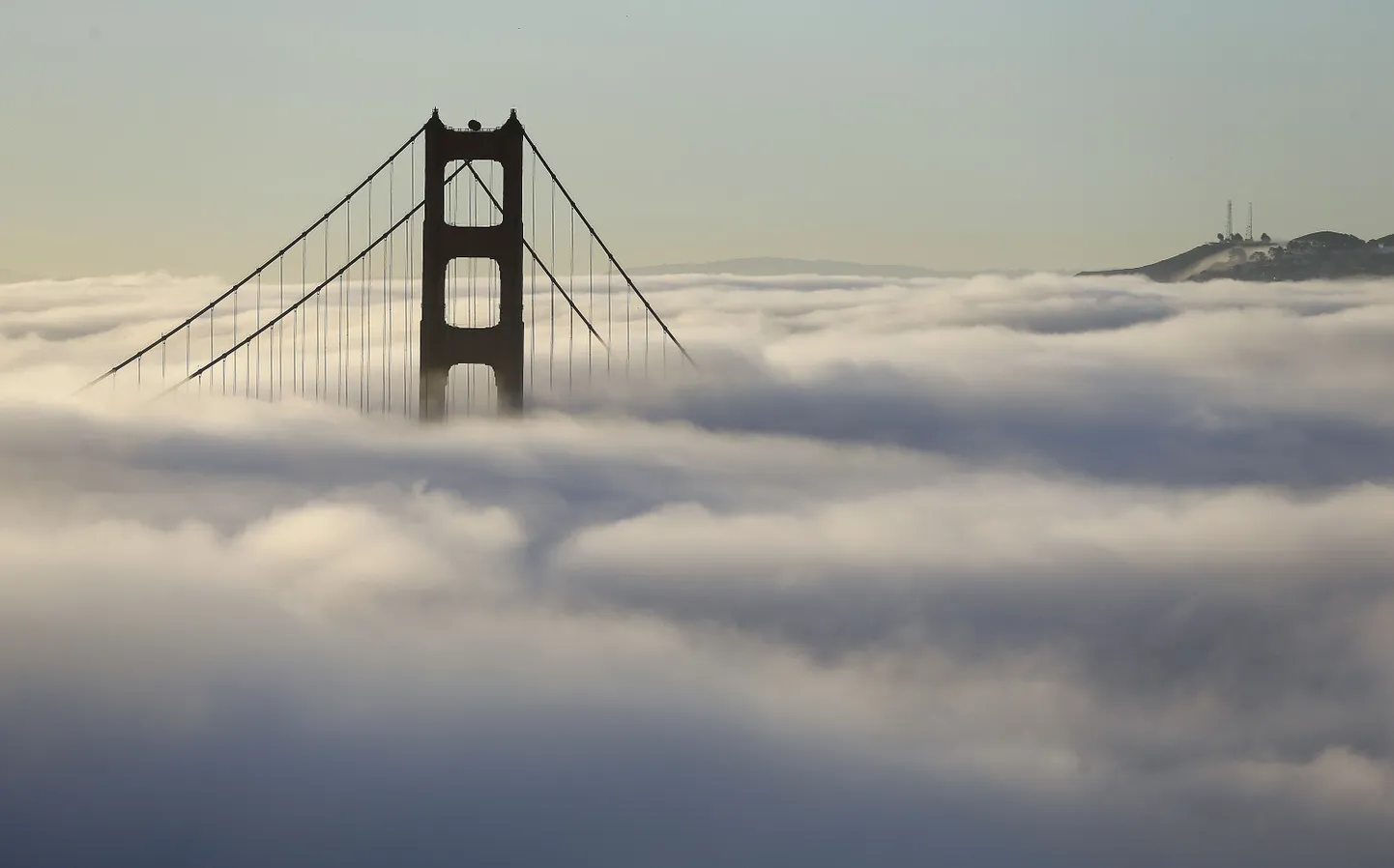 Golden Gate San Franciscos.