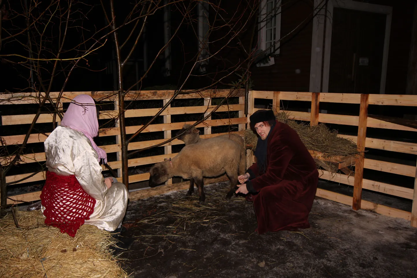 Jõululegendi esitamises lõid kaasa ka lambad.