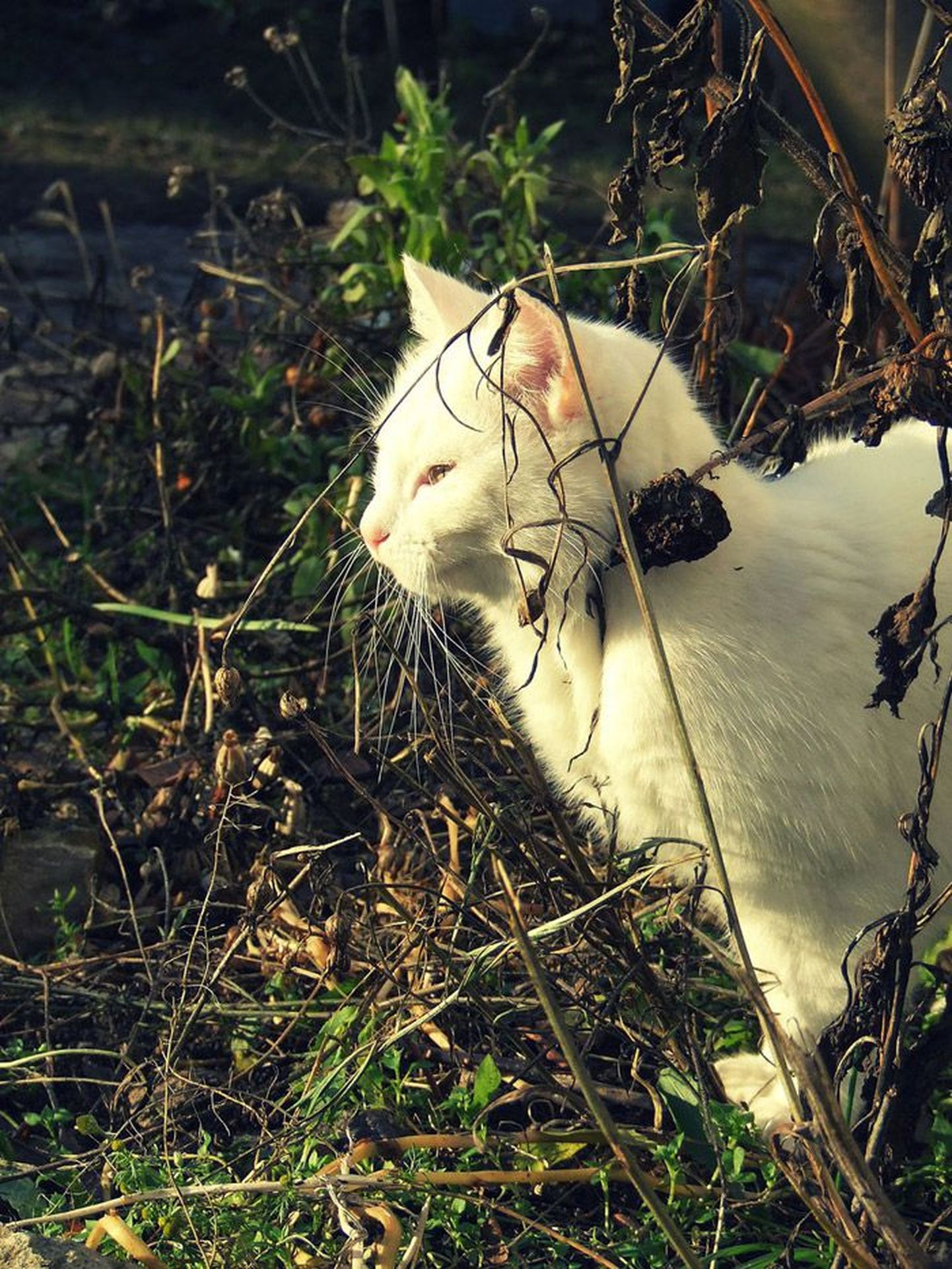 Pildil kass Lummi, vaatamas kevadpäikesesse.