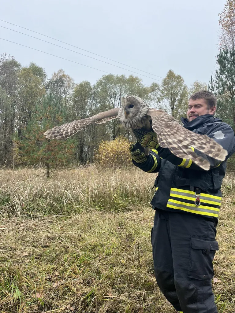 Päästja Tõnis Unt laskis linnu loodusesse tagasi.