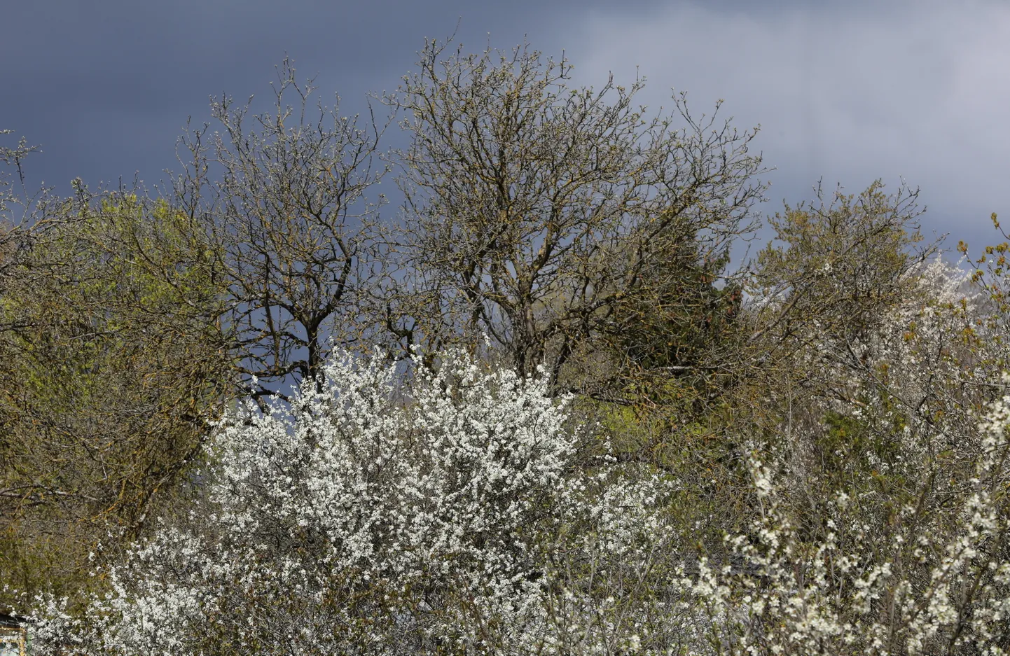 Ziedoši augļu koki Lucavsalā