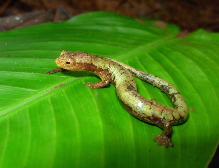 Salamander. Pilt on illustreeriv