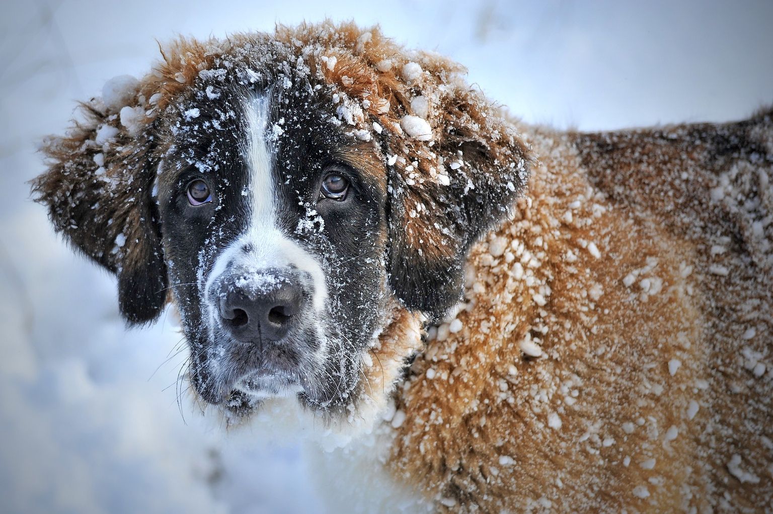 Собака и снег. Иллюстративное фото