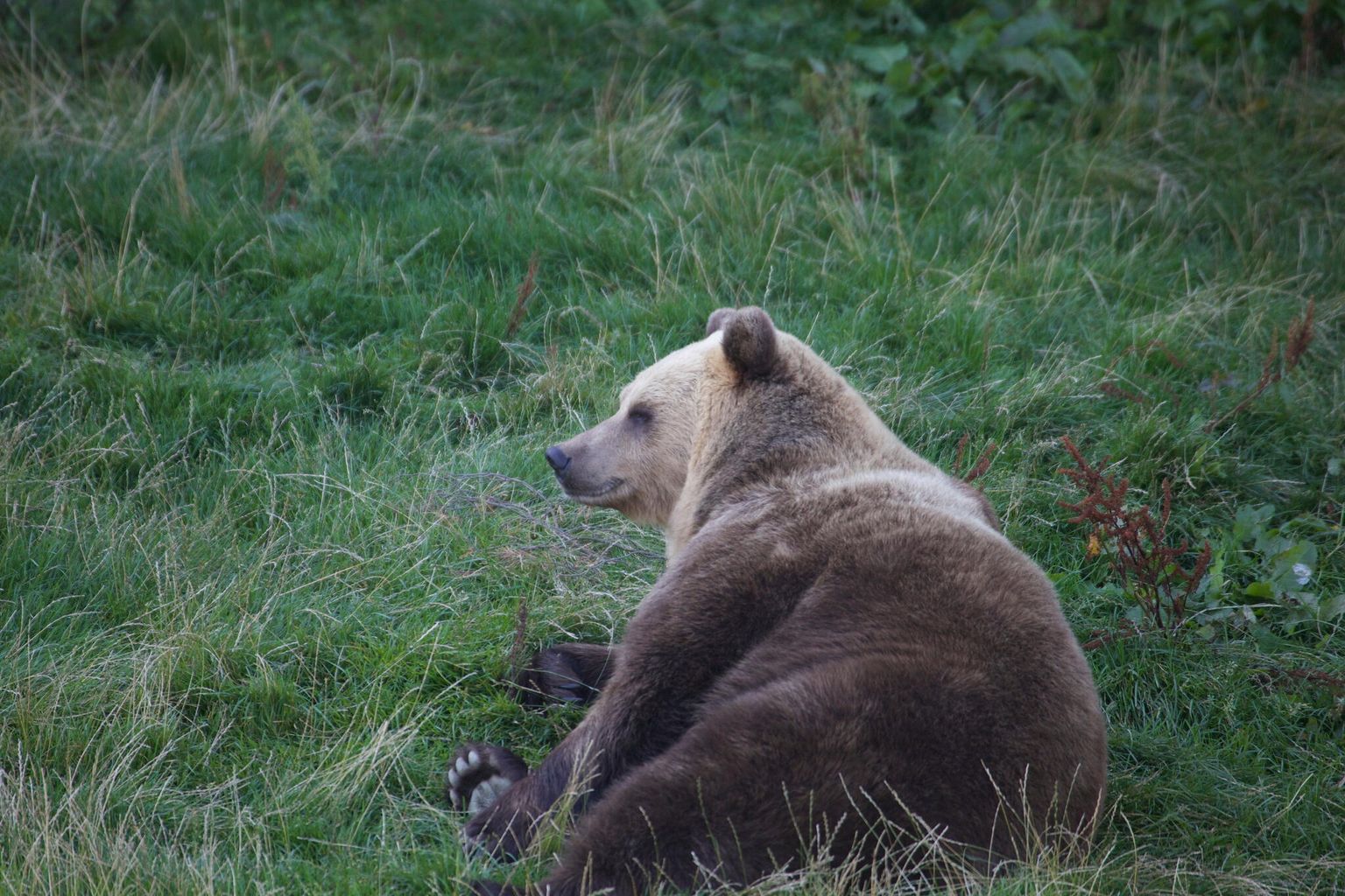 В прошлом году медвежья охота за первый же месяц и закончилась, нынче продолжается еще и во второй половине сентября.