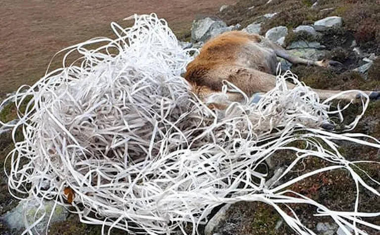 Suure tõenäosusega nälgis hirv surnuks