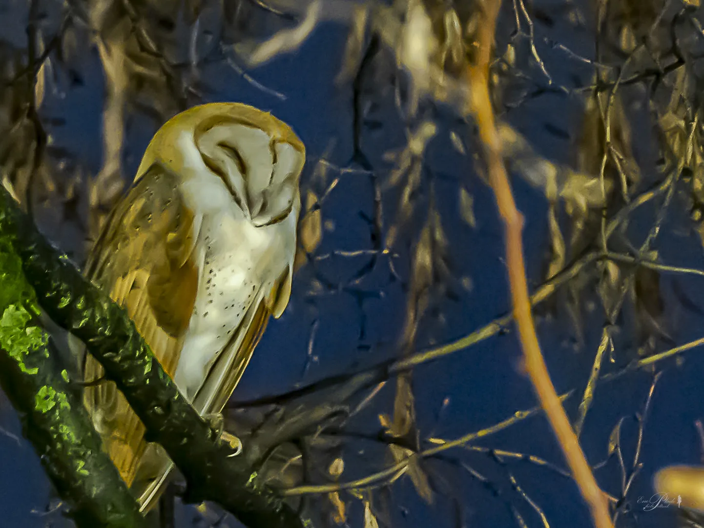 Loorkakk peatus 19. detsembril Tartu kesklinnas Swedbanki maja juures puu otsas.