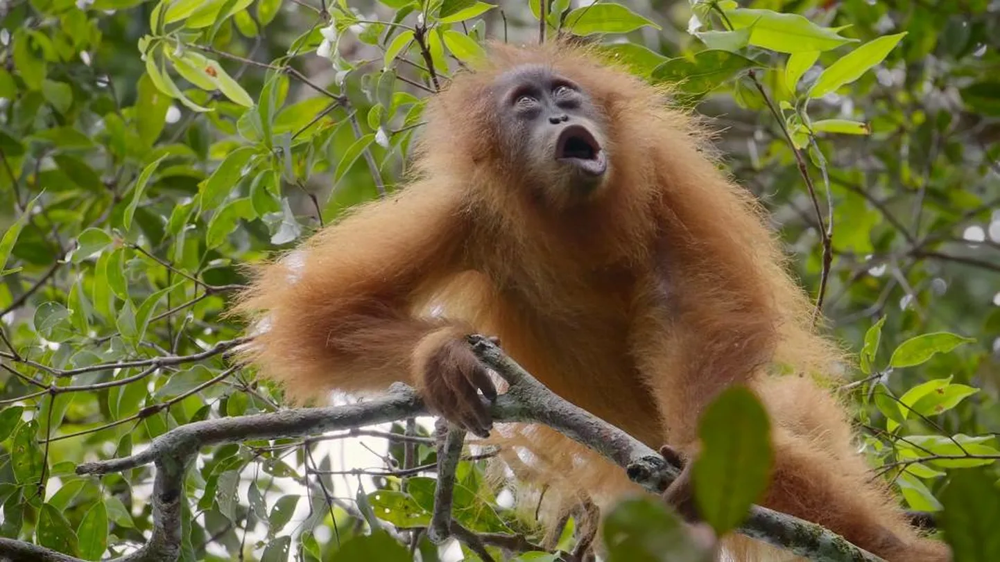 Filmi Indoneesias Põhja-Sumatra troopilises vihmametsas elavaist Tapanuli orangutanidest (pildil) "Nüüd või ei kunagi" aitas inglasest autoril kokku monteerida eestlanna Mirjam Jegorov.