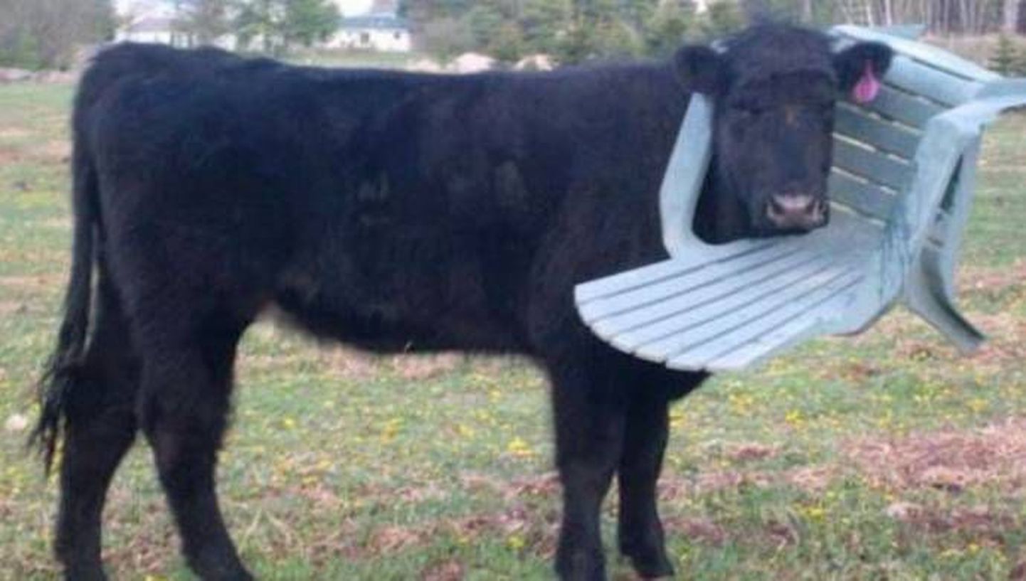 Jääb mõistatuseks, miks lehm oma pea läbi toolileeni pisitis