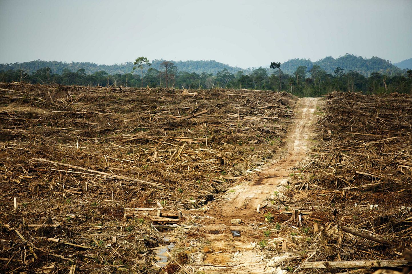Hävitatud vihmamets Kalimantani saarel.