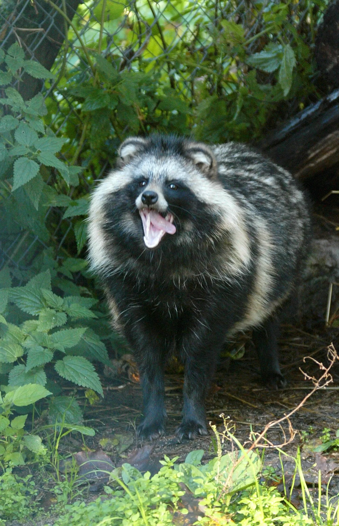 Kährik.