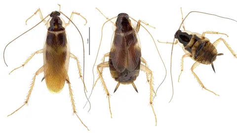 Tartu tudengite ühiselamust leiti uus prussakaliik