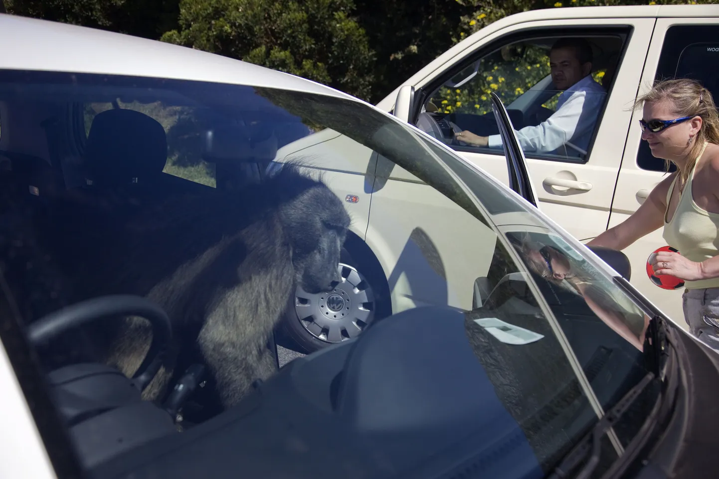 Paavianitele anti auto