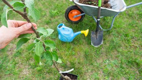 Õunaistandike rajamine: ekspertide nõuanded vigade vältimiseks