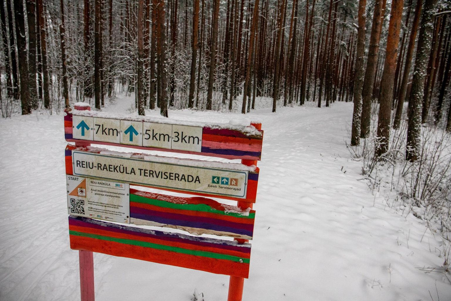 Raeküla Terviserajal avati esimesena viiekilomeetrine loodusliku lumega suusarada 14. jaanuaril. 
