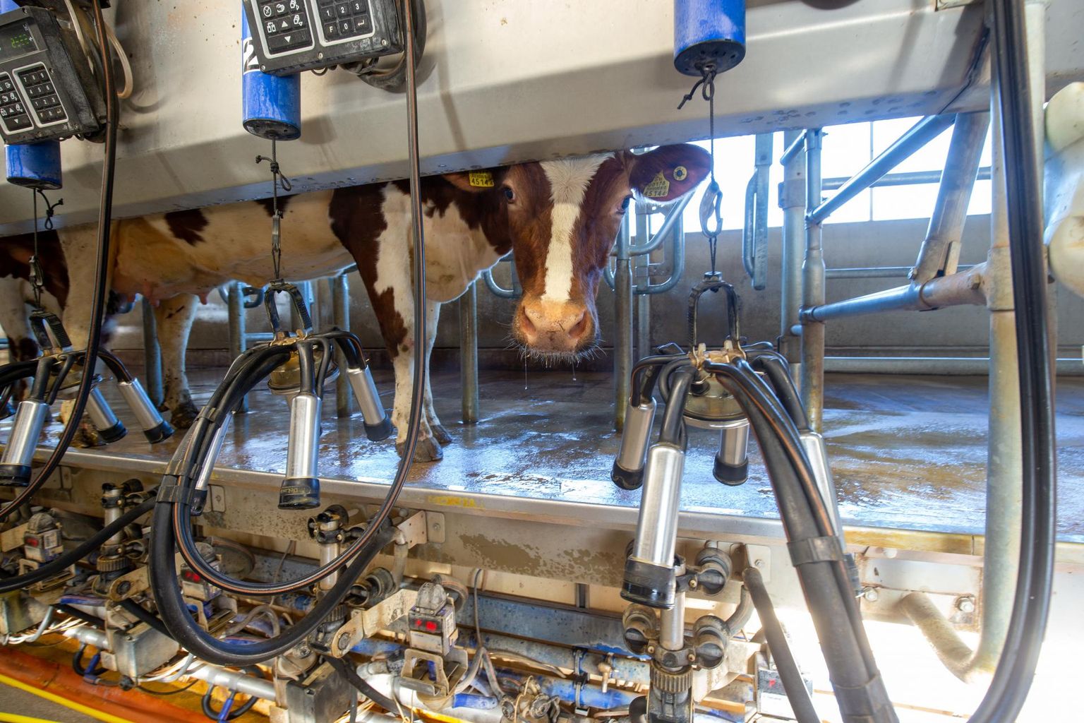 Farmitöös puuduvad kokkuhoiukohad, inimesi koondada ei saa, sest lehmad vajavad iga päev lüpsmist.
