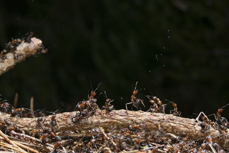 Sipelgad. Pilt on illustreeriv