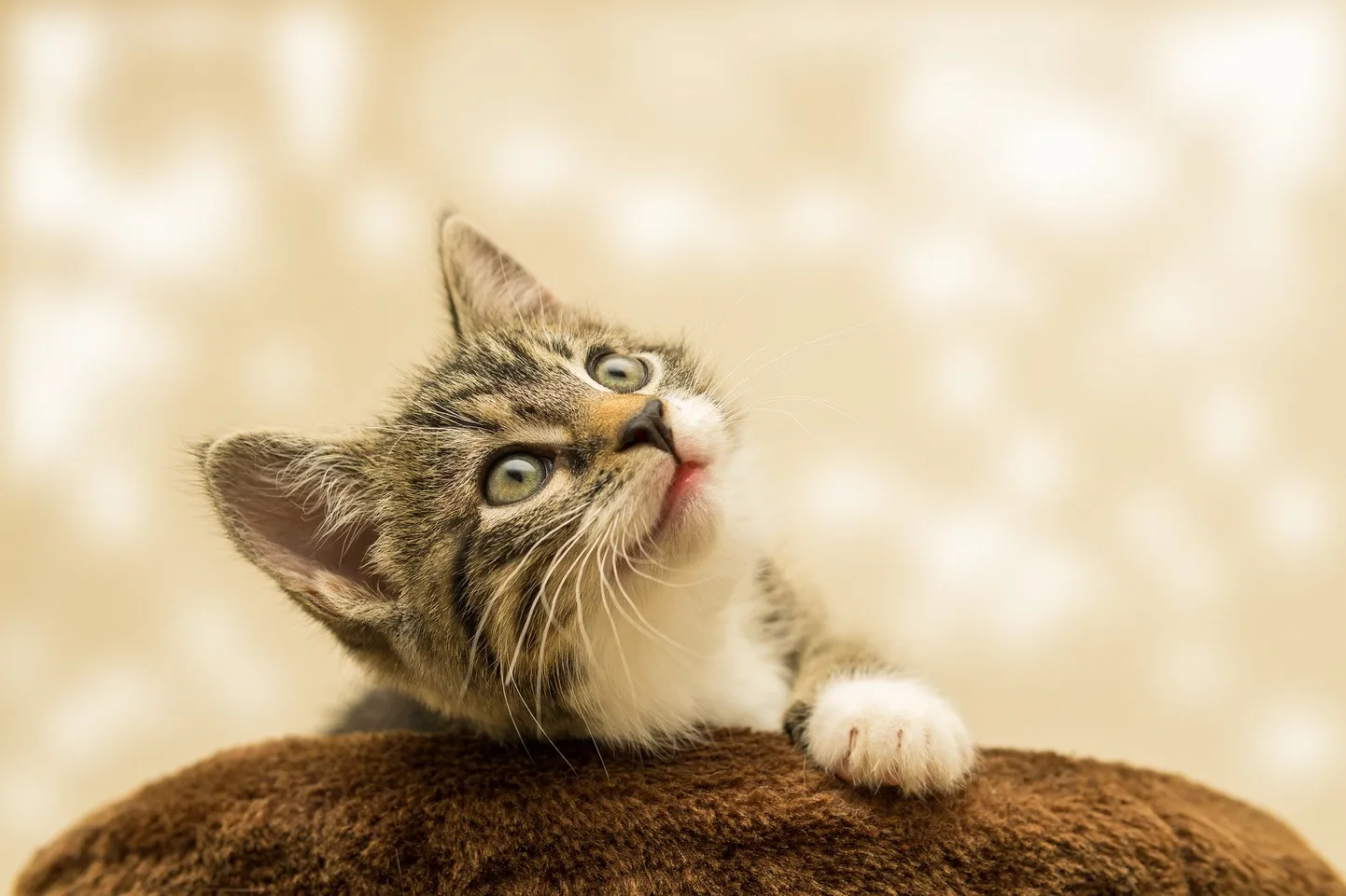 Котик. Иллюстративное фото