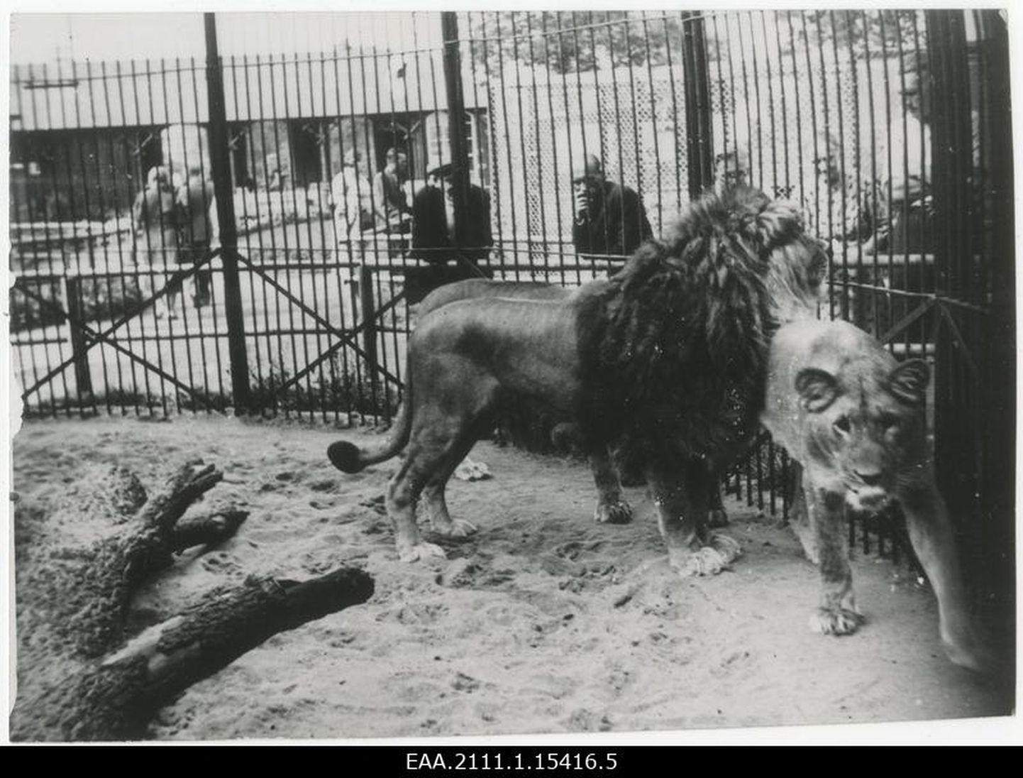 Tallinna loomaaia kõrbekuningas Tsopik aastal 1939. Ilmselt on tegemist sama lõviga, kellest allpool juttu.
