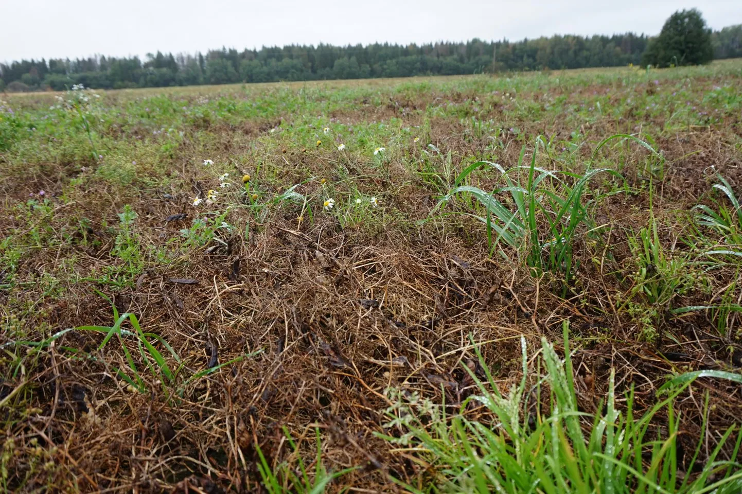 Põllumehed loodavad, et nii hulluks kui 2017. aastal, mil väga palju kaunvilju jäi koristamata, seis ei lähe. Siiski on vaatepilt hernepõldudel juba üsna nutune.