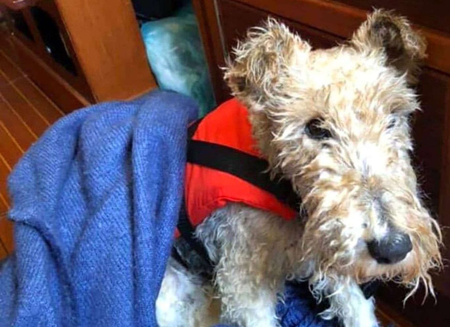 Soome purjetaja päästis Airisto lähedal meres ujunud koera