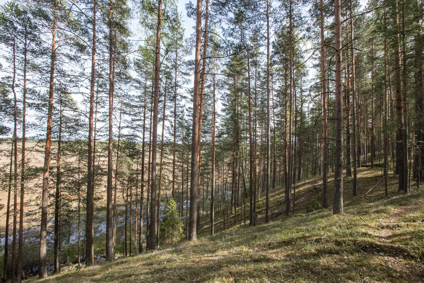 Loodusfilm sai üles võetud enam kui kuuekümnes Eesti eri paigas, sealhulgas Agusalu kaitsealal.