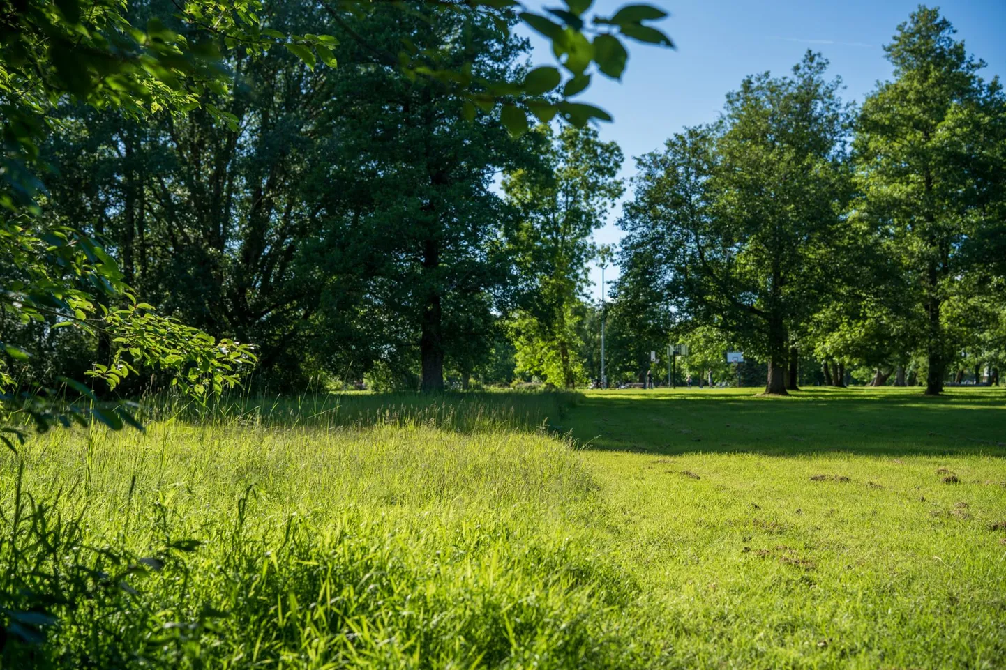 Muru on jäetud osaliselt niitmata, sest sedasi soovitakse soodustada elurikkust.
