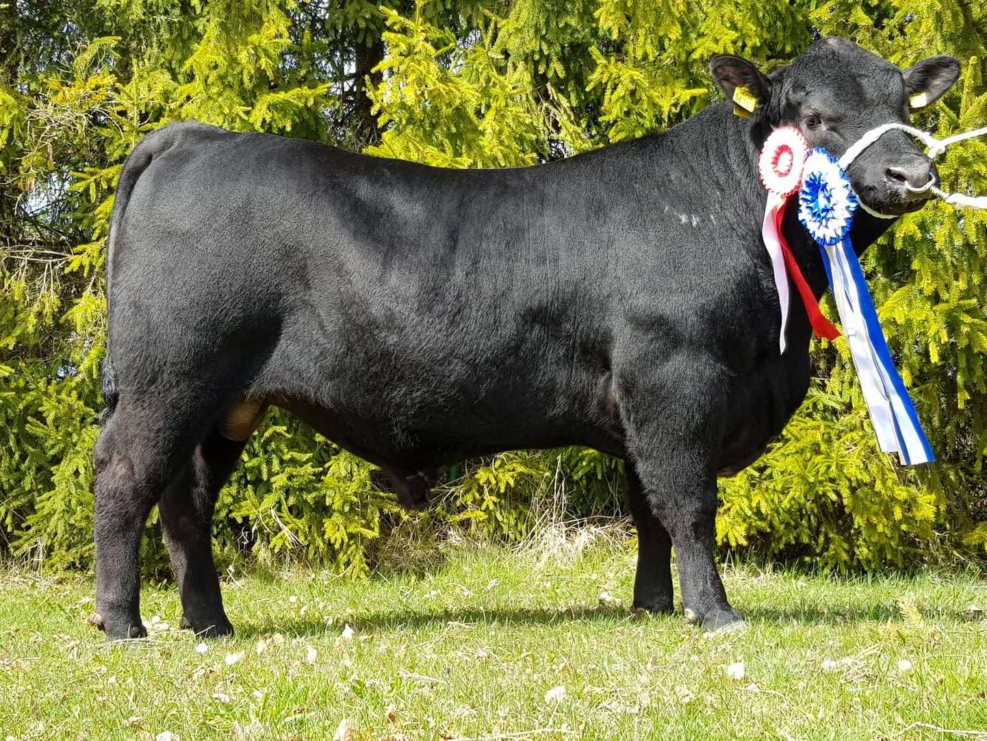 Euroopa meister Valtu Money Monster EE21056765