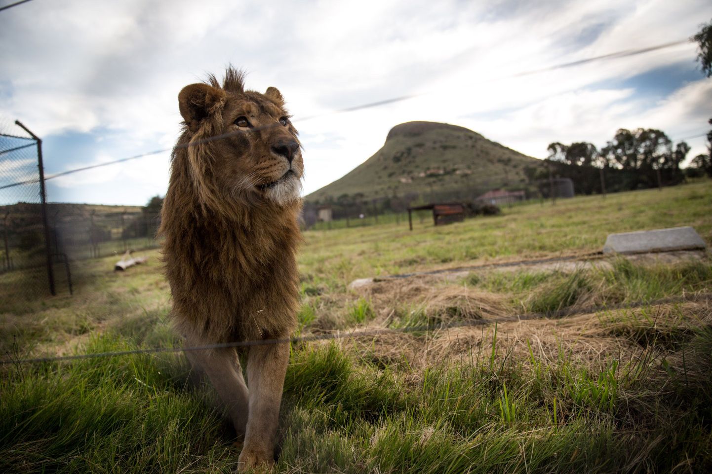 Lõvi Lõuna-Aafrika Vabariigi loomade hooldekeskuses.