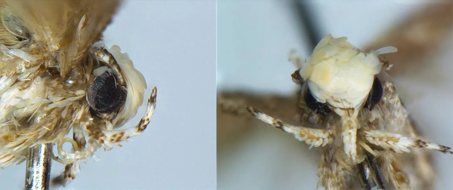 Lähivaade uue koiliigi Neopalpa donaldtrumpi peast.