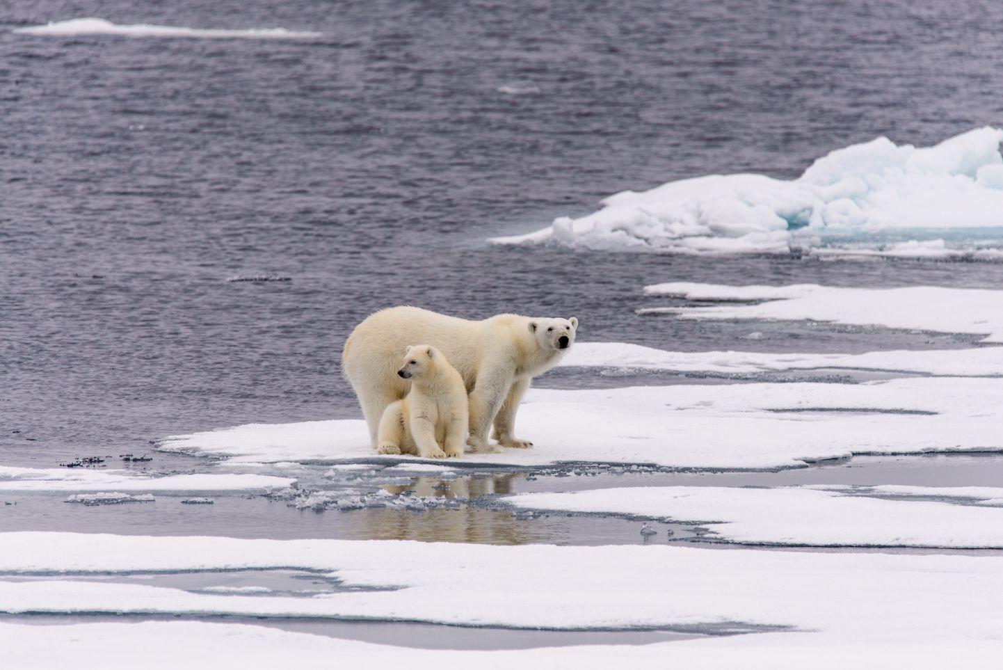 Polārie lāči Arktikā.