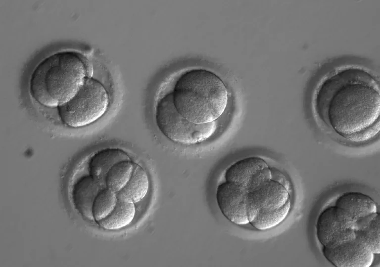 CRISPR-Cas9 tehnoloogia muundatud inimembrüod katseklaasis. Uuel aastal võib oodata selle tehnoloogia jõudmist kliiniliste katsete staadiumisse.