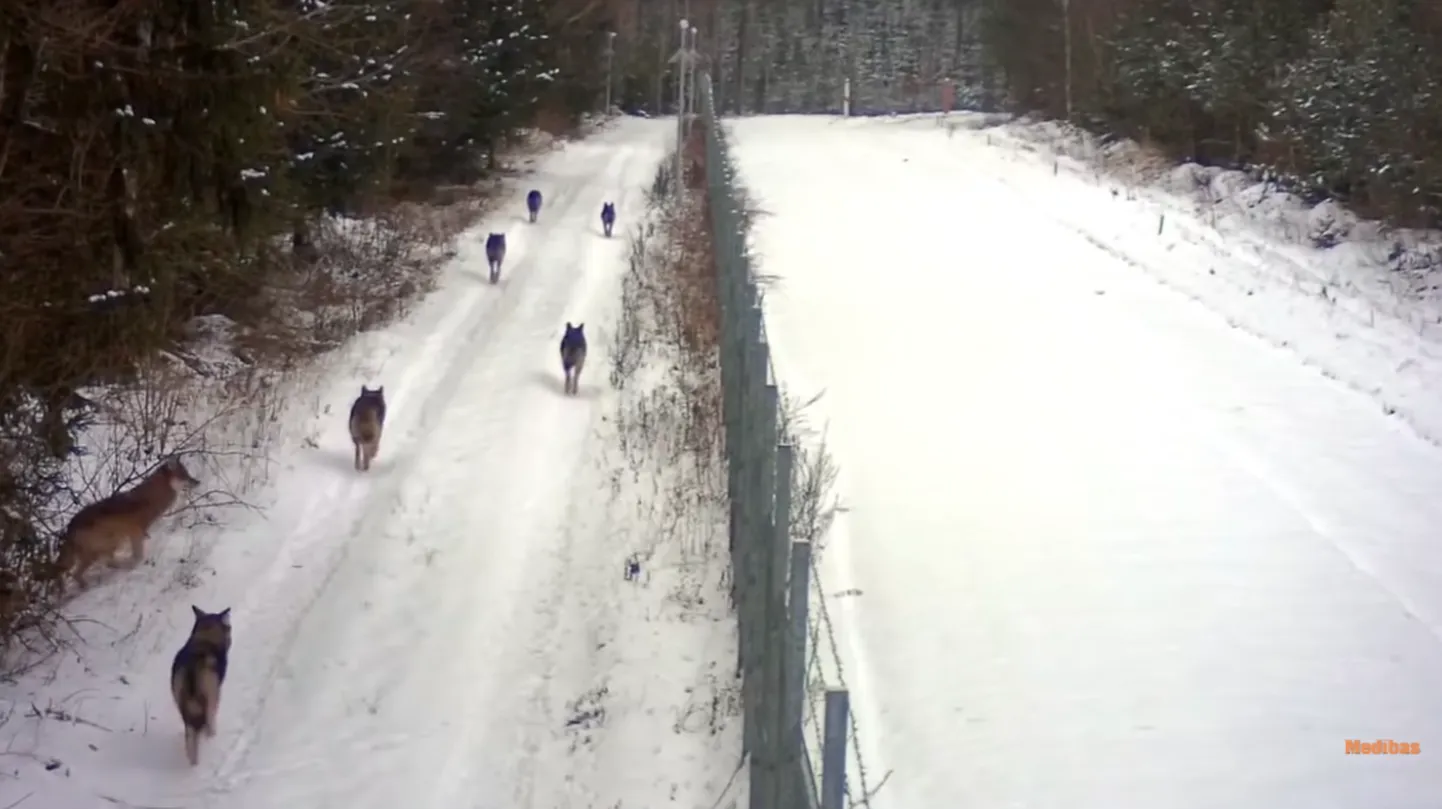 Hundikari Valgevene-Leedu piiril.