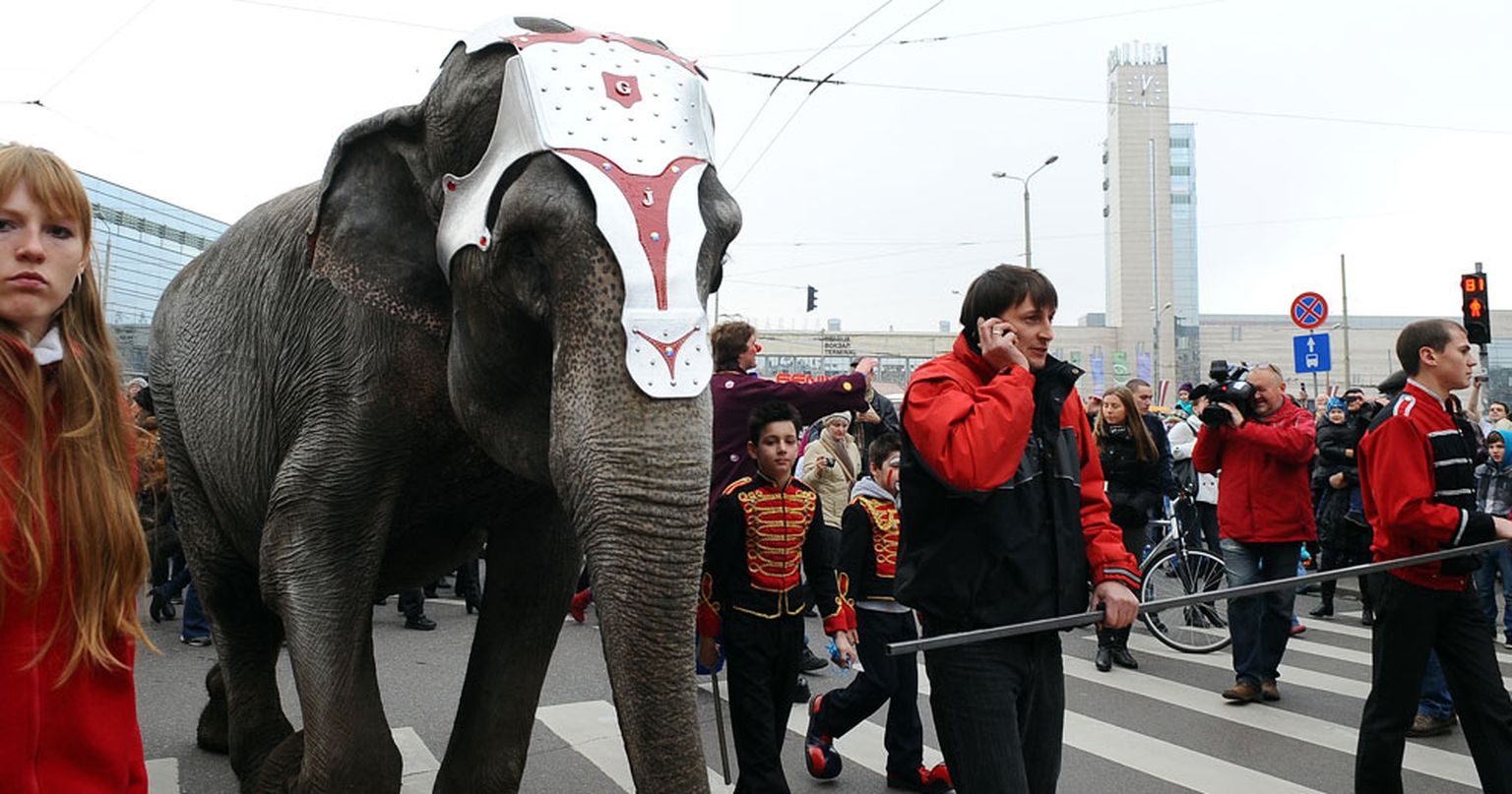 Индийский слон в Риге