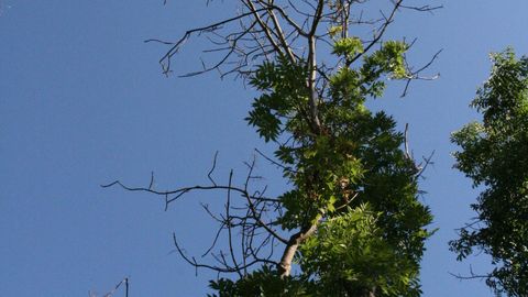 Saaresurmast räsitud puud võivad ohustada elumaju