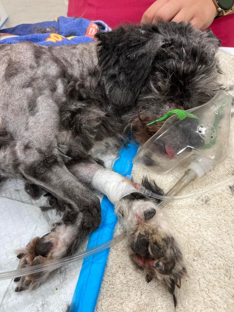 Suns tika nogādāts dzīvnieku ātrās palīdzības klīnikā Mustamē.