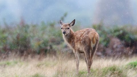 Pirmdienā būs mitrs un brāzmains laiks
