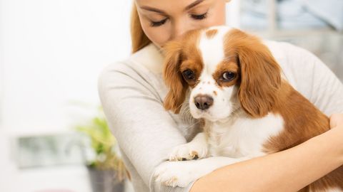TASUB TEADA ⟩ Ohtlikud parasiidid, mis võivad kassidelt ja koertelt inimestele levida